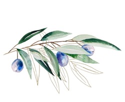 Watercolor olive branch with blue fruits and green leaves with golden outline illustration isolated. Elegant greenery Element for wedding design, greeting cards. Symbol of peace and purity