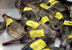Japanese Fugue Fish (Puffer Fish) Sale in Market.