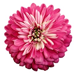 Chrysanthemum   bright pink  flower. On white isolated background with clipping path.  Closeup no shadows. Garden  flower.  Nature.