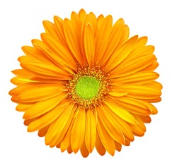 Yellow-orange gerbera flower, white isolated background with clipping path.   Closeup.  no shadows.  For design.  Nature.