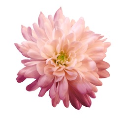 Chrysanthemum  pink-red. Flower on  isolated  white background with clipping path without shadows. Close-up. For design. Nature.