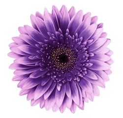 Violet-pink gerbera flower on a white isolated background with clipping path.   Closeup.   For design.  Nature.