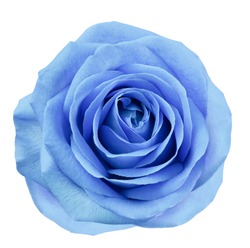 Blue flower rose  on white isolated background with clipping path.  no shadows. Closeup.  For design. Nature. 