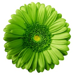 Gerbera green  flower  on white isolated background with clipping path.  no shadows. Closeup.  Nature. 