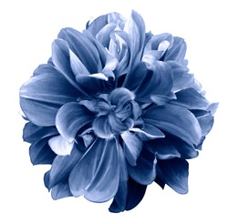 Blue  dahlia. Flower on a white  isolated background with clipping path.  For design.  Closeup.  Nature. 