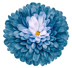 turquoise flower  chrysanthemum on white isolated background with clipping path  no shadows. Closeup.  Nature.