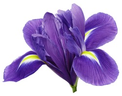 purple iris flower, white isolated background with clipping path.   Closeup.  no shadows.   For design.  Nature.