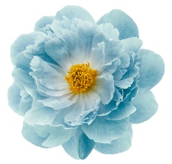 turquoise peony flower isolated on a white  background with clipping path  no shadows. Closeup.  Nature.