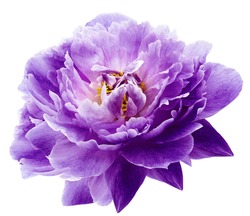 Peony flower purple on a white isolated background with clipping path. Nature. Closeup no shadows. Garden flower. 