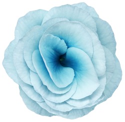 rose flower light blue. Flower isolated on a white background. No shadows with clipping path. Close-up. Nature.
