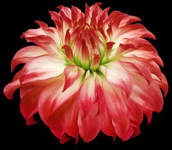 dahlia flower red.  Flower isolated on the black background. No shadows with clipping path. Close-up. Nature.