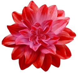  dahlia flower red. Flower isolated on a white background. No shadows with clipping path. Close-up. Nature.