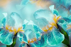Spring bouquet of turquoise irises flowers on a sunny white-turquoise background. Close-up.Greeting card. Nature.