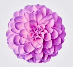 bright pink  flower dahlia  on a white  background isolated  with clipping path. Closeup.  for design. Dahlia.