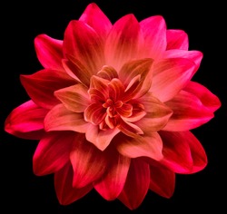 dahlia flower red.  Flower isolated on the black background.  Close-up. Nature.