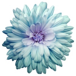 turquoise  chrysanthemum.  Flower on a white isolated background with clipping path.  For design.  Closeup.  Nature.