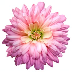 pink-purple  chrysanthemum.  Flower on a white isolated background with clipping path.  For design.  Closeup.  Nature.