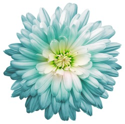 Light turquoise  chrysanthemum.  Flower on a white isolated background with clipping path.  For design.  Closeup.  Nature.