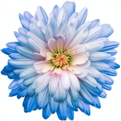 Blue chrysanthemum.  Flower on a white isolated background with clipping path.  For design.  Closeup.  Nature.