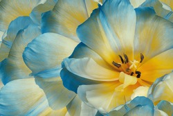 Tulips flowers  yellow-blue.  Floral background.  Close-up. Nature.
