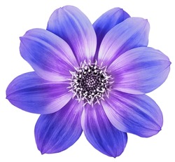Blue-purple dahlia  flower isolated 
 on a white  background. Closeup.  Nature.