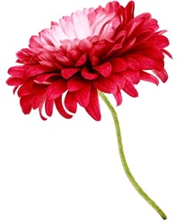 Red  chrysanthemum flower  on white isolated background with clipping path. Closeup. Flower on a green stem. Nature.