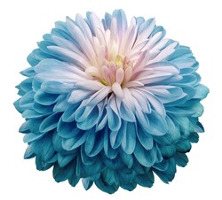 flower  turquoise chrysanthemum. Flower isolated on a white background. Close-up. Nature.