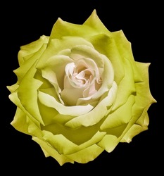Yellow  rose flower  on black  isolated background with clipping path. Closeup. For design. Nature.