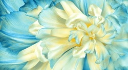 Flower  yellow-blue  tulips  and petals.  Floral  background. Petals tulips. Close-up. Nature.