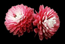red flowers  chrysanthemum.  black  isolated background with clipping path. Closeup no shadows. For design. Nature. 
