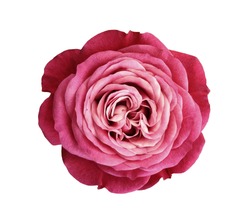 pink-red-white rose flower. white isolated background with clipping path. Nature. Closeup no shadows. Nature. 