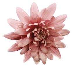 red flower chrysanthemum.  garden flower.  white  isolated background with clipping path.  Closeup. no shadows.  Nature.