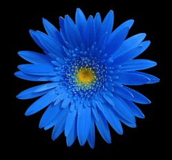 Blue gerbera flower on black isolated background with clipping path.   Closeup.  no shadows.  For design.  Nature.