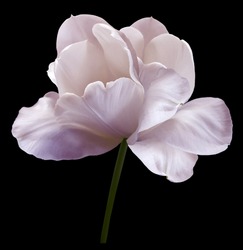 Pink  flower tulip on black isolated background with clipping path. Close-up.  no shadows. Shot of White Colored. Nature. 