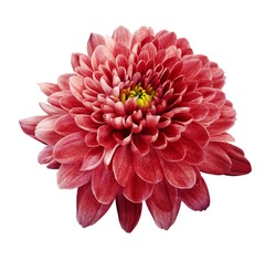 Red flower chrysanthemum.  Flower on white  isolated background with clipping path.  Closeup. no shadows. Nature.