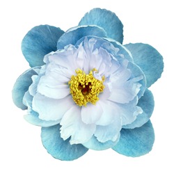 Peony flower turquoise on a white isolated background with clipping path. Nature. Closeup no shadows. Garden flower. 