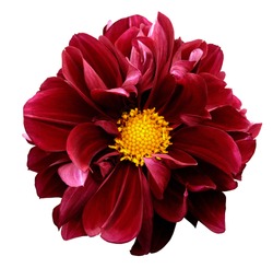 Red dahlia. Flower on a white  isolated background with clipping path.  For design.  Closeup.  Nature. 