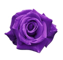 Velvet purple rose on a white isolated background with clipping path.  no shadows. Closeup. For design, texture, borders, frame, background.  Nature. 