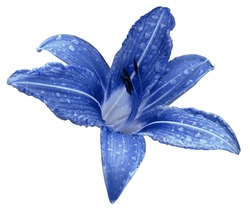 Blue flower  lily on a white isolated background with clipping path  no shadows. Lily after the rain with drops of water on the petals. Closeup.  Nature.