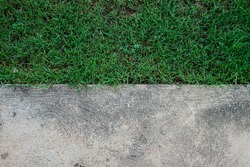 contrast of grass and cement texure