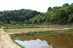 Malaysia Sungai Siput Nature Landscape