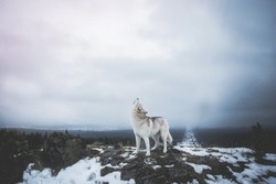 Howling dog on top of a mountain. Howling wolf on top of the mountain. A wolf's howl. Alpha