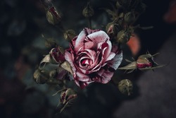 A bloomed pink-red rose in the centre buds around with moody colour tones.  Full bloomed rose with dark blurry background. 