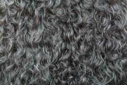 Gary wool texture background, cotton wool, grey  fleece, dark fluffy fur, curly hair, macro shot