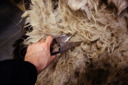 Shearing of sheep, close up view.