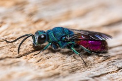 Ruby Tailed Wasp Insect Macro