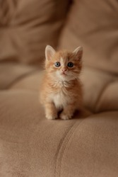 A little red kitten. Portrait of a cute red-haired red kitten with big eyes. The concept of happy adorable feline pets.