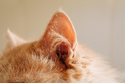 cat ear, cat , ear