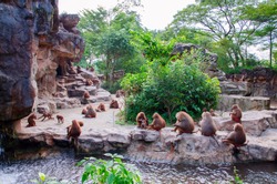 Hamadryad monkeys family are sitting on the stone, Singapore zoo
