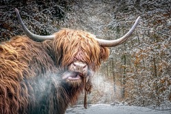 a scottish highland cow in a snowy field